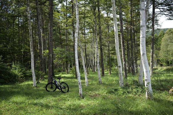 白樺林｜木曽御嶽・開田高原エリア｜KISO ONTAKE SLOW TRIP〜E-BIKEで