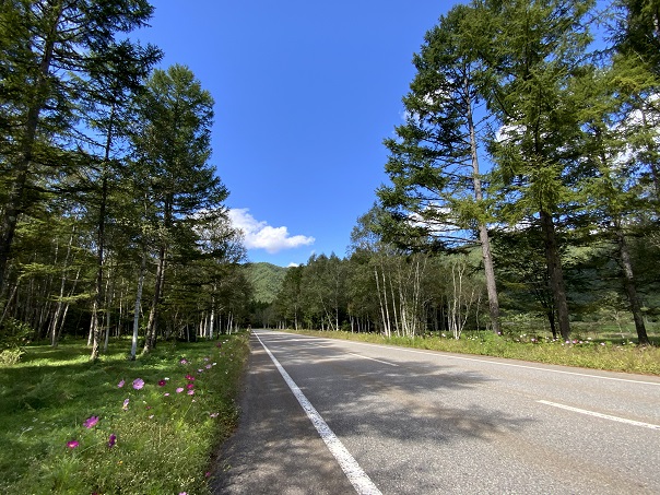 白樺林｜木曽御嶽・開田高原エリア｜KISO ONTAKE SLOW TRIP〜E-BIKEで